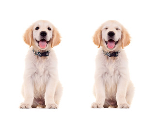 two emotional poses of a cute puppy