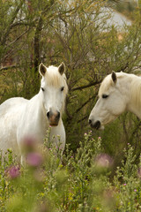 Obraz na płótnie Canvas Camargue White Horses