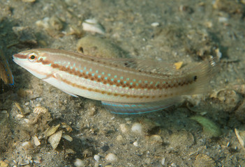 Painted Wrasse, picture taken in south east Florida.