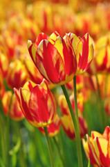 Tulips