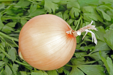 Onion