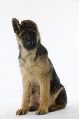 chiot berger allemand assis et oreilles tombantes