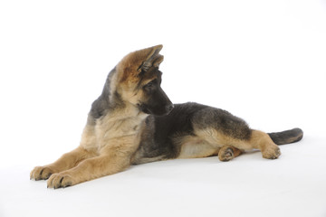 jeune berger allemand allongé