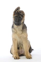 jeune berger allemand aux oreilles rigolotes