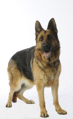 berger allemand à l'air timide de face