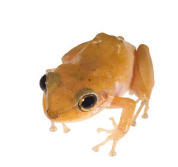 Caribbean coqui leaf frog (Eleutherodactylus portoricensis). Sym