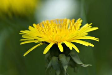 dandelion