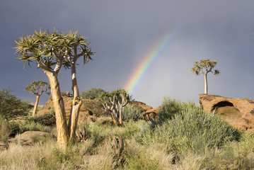 Quiver trees against a hill with a rainbow in the background