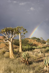 Quiver trees on a hill against a rainbow backdrop