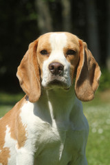 tête de chien