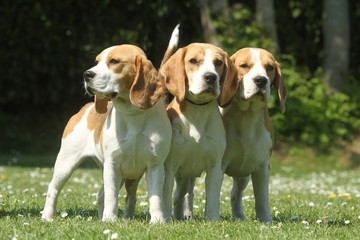 trois chiens de race beagle ensemble