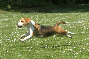 beautiful jump ot the beagle