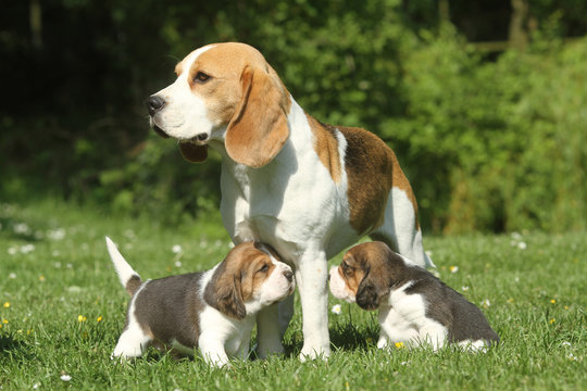 beagle female and puppies