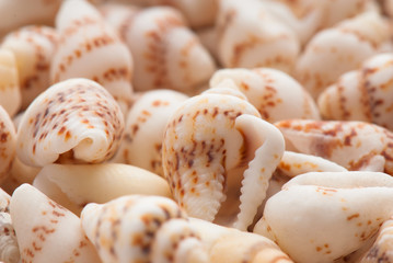 seashell