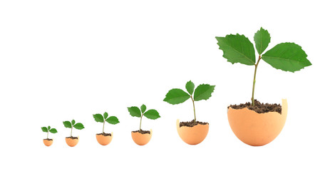 Fresh sprout and magnifying glass isolated on white background.