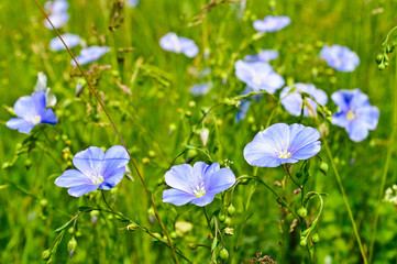 Obraz na płótnie Canvas Blue wild flowers on the background of bright green grass