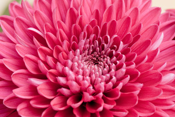 chrysanthemum