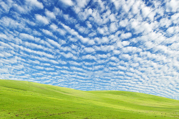 Green grass field and wonderful blue sky