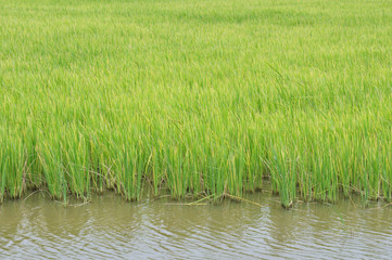 Rice field