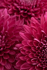 chrysanthemum