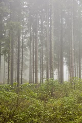 Tuinposter Forest with morning mist © Lars Johansson