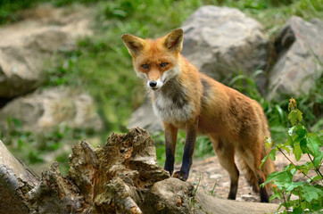 Naklejka na ściany i meble Red Fox 8