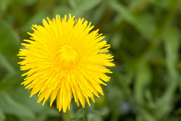 Yellow dundilion flower