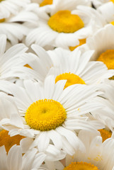 Matricaria, camomile