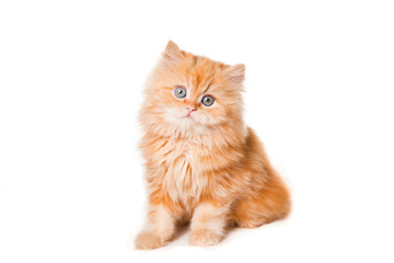 red persian kitten on isolated white background