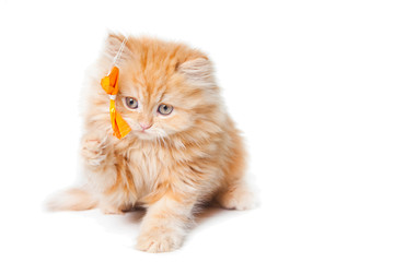 red persian kitten playing with yellow bow on white background