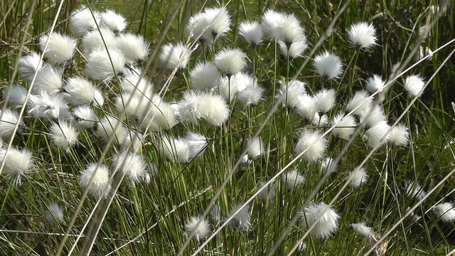Scheiden-Wollgras - Eriophorum vaginatum