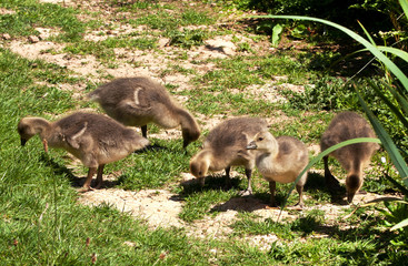 Baby Graylag goslings seeking worms