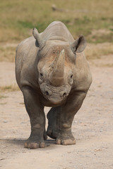 black rhino 9033 - 32154644
