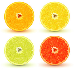 Fototapeta premium citrus fruits