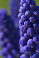 grape hyacinth