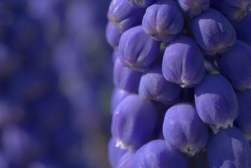 grape hyacinth © fotografaw