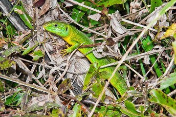 Green lizard