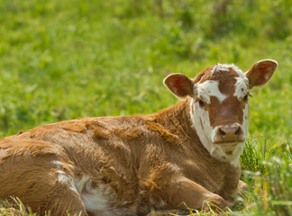 a cute chubby calf lying in the field and looking at the camera