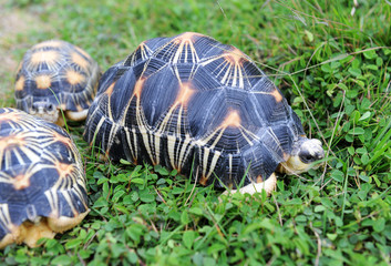 the radiated tortoise