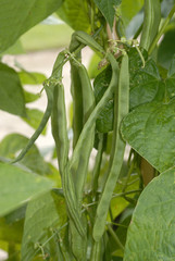 Haricot mangetout, Phaseolus vulgaris 'Phénoméne'