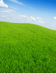 Fototapeta premium fresh green grass with bright blue sky