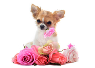 chiot chihuahua et rose