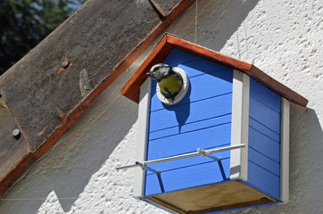 Mésange sortant du nichoir