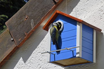M&eacute;sange bleue avec chenille