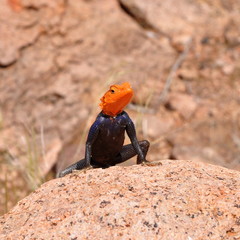 agama,Namibia