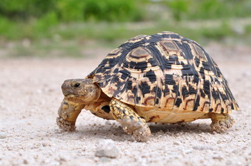 Obraz premium leopard tortoise