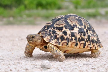  leopard tortoise © gallas