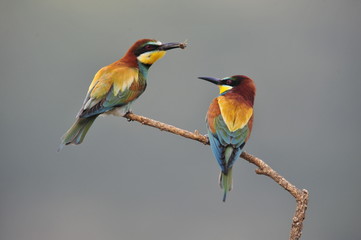 Bee-eater, Merops apiaster - the marriage period