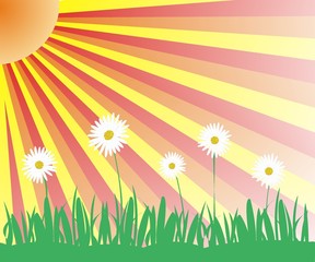 daisies, sun, grass
