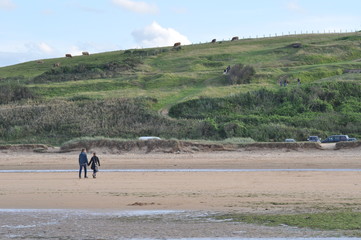 Kühe am Strand